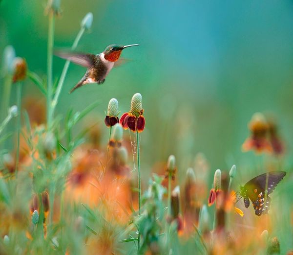 Fitzharris, Tim 아티스트의 Ruby Throated Hummingbird among Mexican Hat Wildflowers 작품