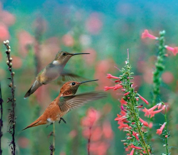 Fitzharris, Tim 아티스트의 Rufous Hummingbird and Broad Tailed Hummingbird 작품