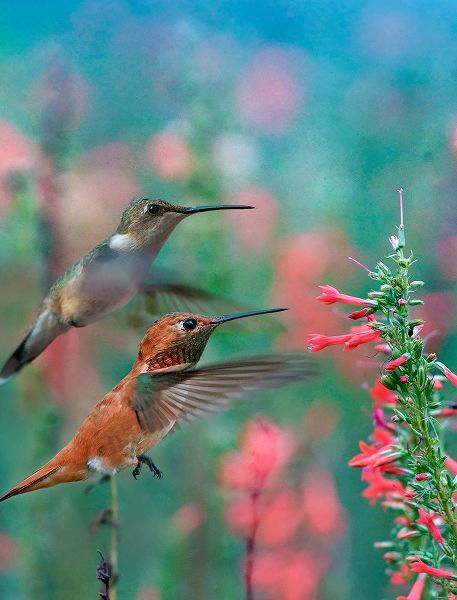 Fitzharris, Tim 아티스트의 Rufous Hummingbird and Broad Tailed Hummingbirds at Penstemon 작품