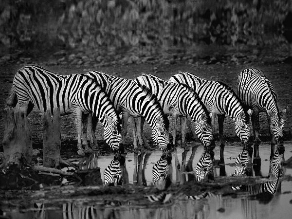 Zebras Reflection