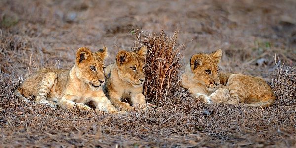 Lions Cub