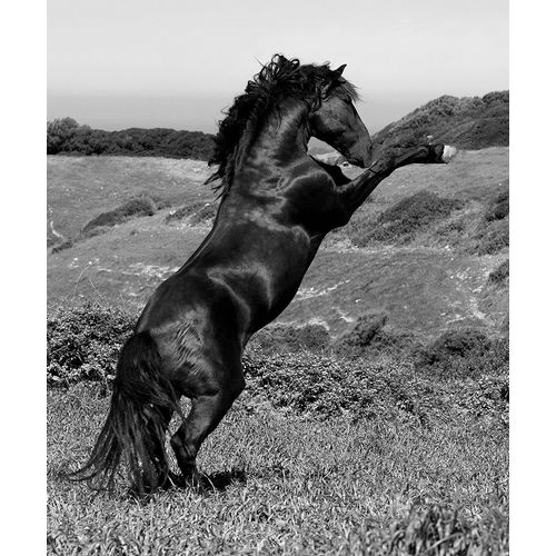 Horse Freedom-Horse at Liberty