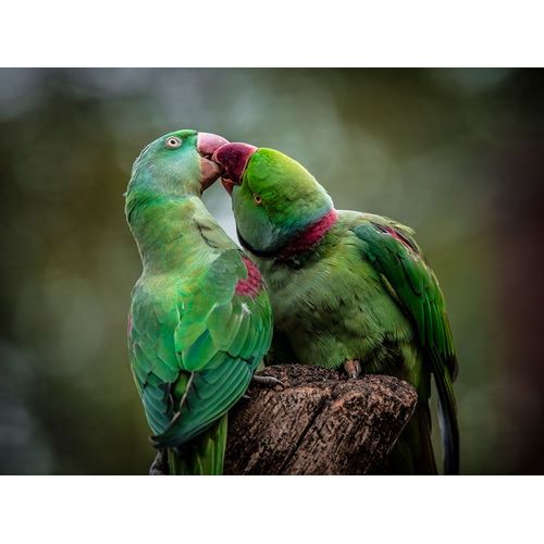 Green Parrot I