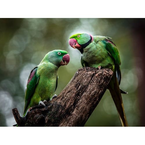 Green Parrot II