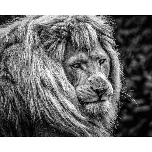 the male Lion