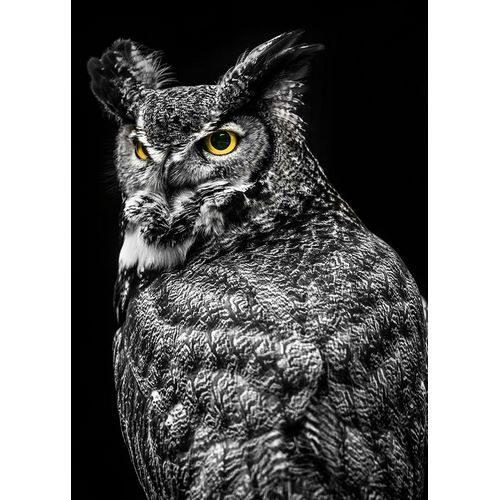 Wisdom Owl II
