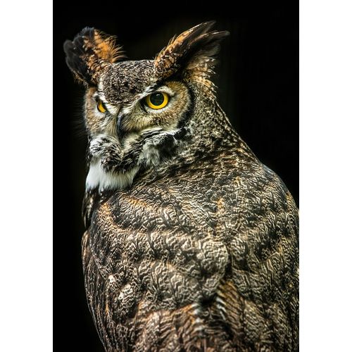 Wisdom Owl III
