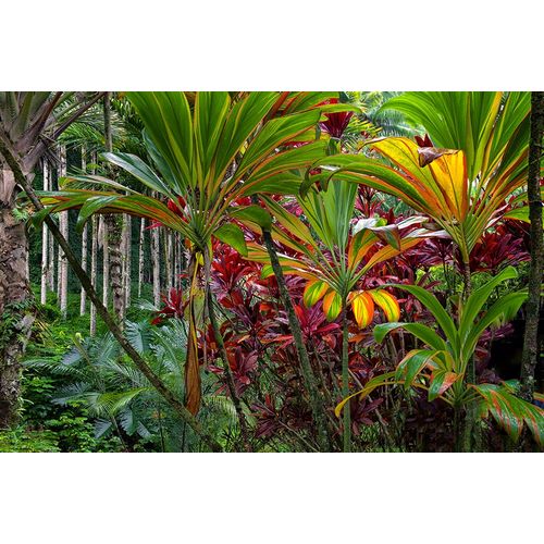 Hawaii Tropical Botanical Gardens 2