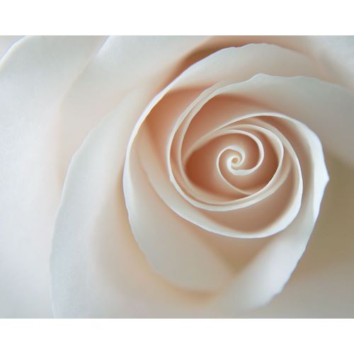 White Rose Swirl